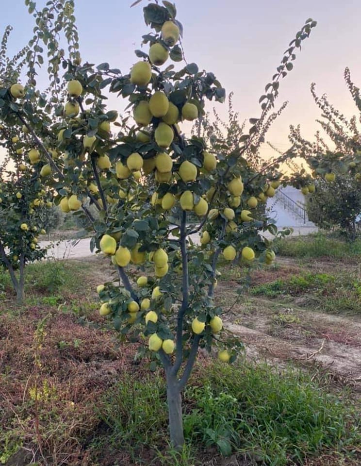 Ege 22 AYVA FİDANI